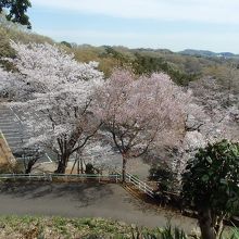 飯山観音鐘楼からの桜