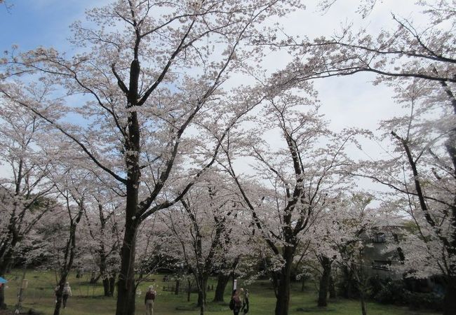 長谷寺 飯山観音 クチコミ アクセス 営業時間 厚木 フォートラベル 長谷寺 飯山観音 クチコミ アクセス 営業時間 厚木 フォートラベル