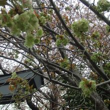 松陰神社の御衣黄桜