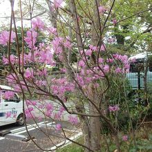 松陰神社のミツバツツジ