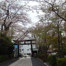 松陰神社参道のソメイヨシノは葉桜です