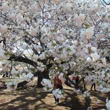 新宿御苑の一葉