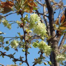 新宿御苑の御衣黄
