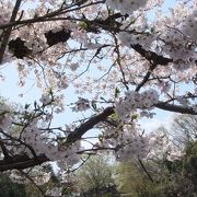 桜がきれいな場所