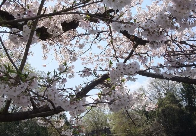 桜がきれいな場所