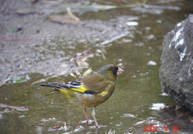 オオカワラヒワが見られました。