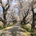 背割堤桜への駐車場