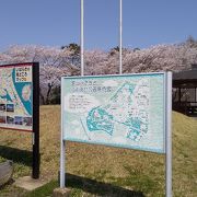 桜が満開です