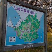 桜が見頃でした。