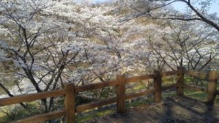 花貫さくら公園