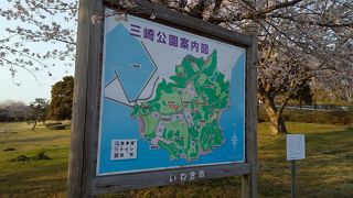 桜が見頃でした。