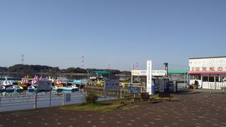 慣れた白鳥がいます