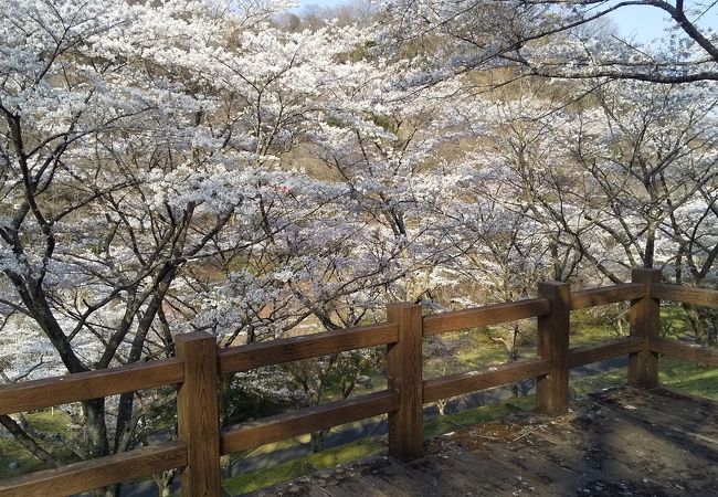 花貫さくら公園