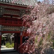 桜と紫陽花の名所