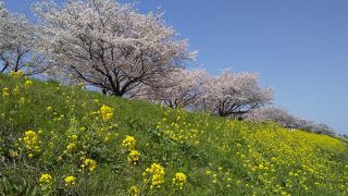 桜と菜の花のコラボ