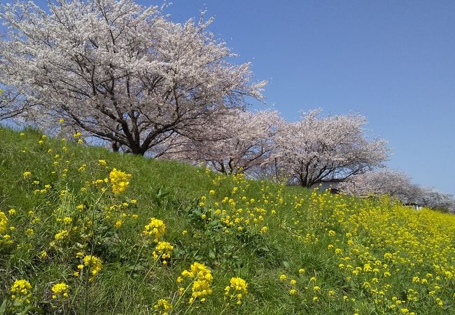 小貝川ふれあい公園 クチコミ アクセス 営業時間 結城 下妻 フォートラベル