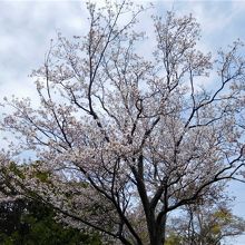 鐘楼近くの桜