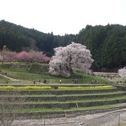 「又兵衛桜」はまさに古武士の風格です。第一級の桜。日本の誇りです。地元の人に感謝です。