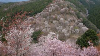 下千本と中千本はすでに満開になりました。（2020年4月3日現在）