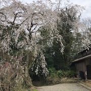 大きな桜