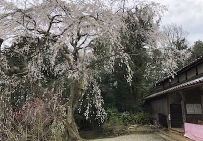 天益寺