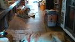 古民家食堂六代目へいじ