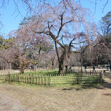 児童公園枝垂桜