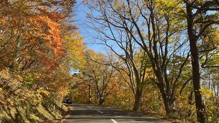 紅葉でゴールド