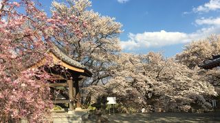 ＝山高神代桜＝ 日本三大桜の１つ