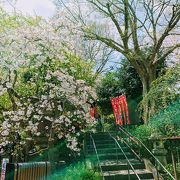 桜は控えめ 横浜最古のお寺