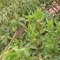 庭のマンゴーを取る。①