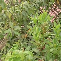 庭のマンゴーを取る。②