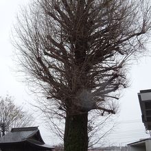 山門入って正面に聳える大銀杏