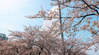 桜の時期は素敵な海浜公園