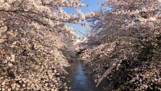 桜の花は目黒川並