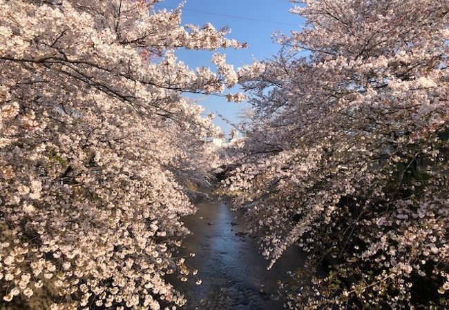 恩田川 さくら道 クチコミ アクセス 営業時間 町田 フォートラベル