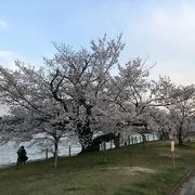 桜の名所も今年は・・・