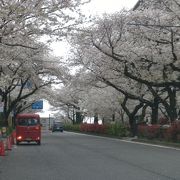 車からお花見5