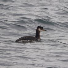 アカエリカイツブリ冬羽