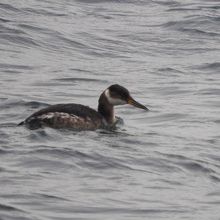 アカエリカイツブリ冬羽 