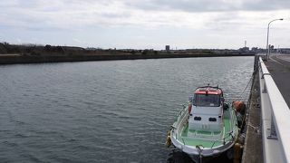 アカエリカイツブリが見られました。