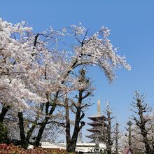 桜と五重塔
