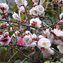 売店横に咲いていた梅　「思いのまま」
