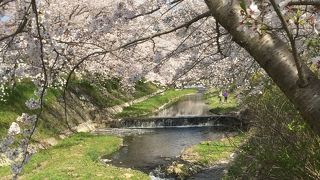 川沿いの桜並木