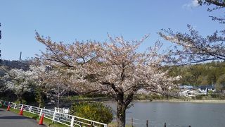 桜まつり