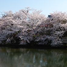 池と桜