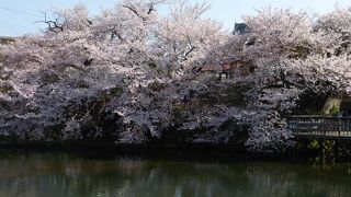 池と桜