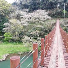 吊り橋の反対側からの風景、桜が咲いています。