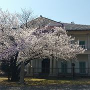 立派な桜の樹がドーン！