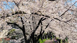 新川の桜堤